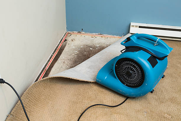 Best Flood damage cleanup  in Lely Resort, FL